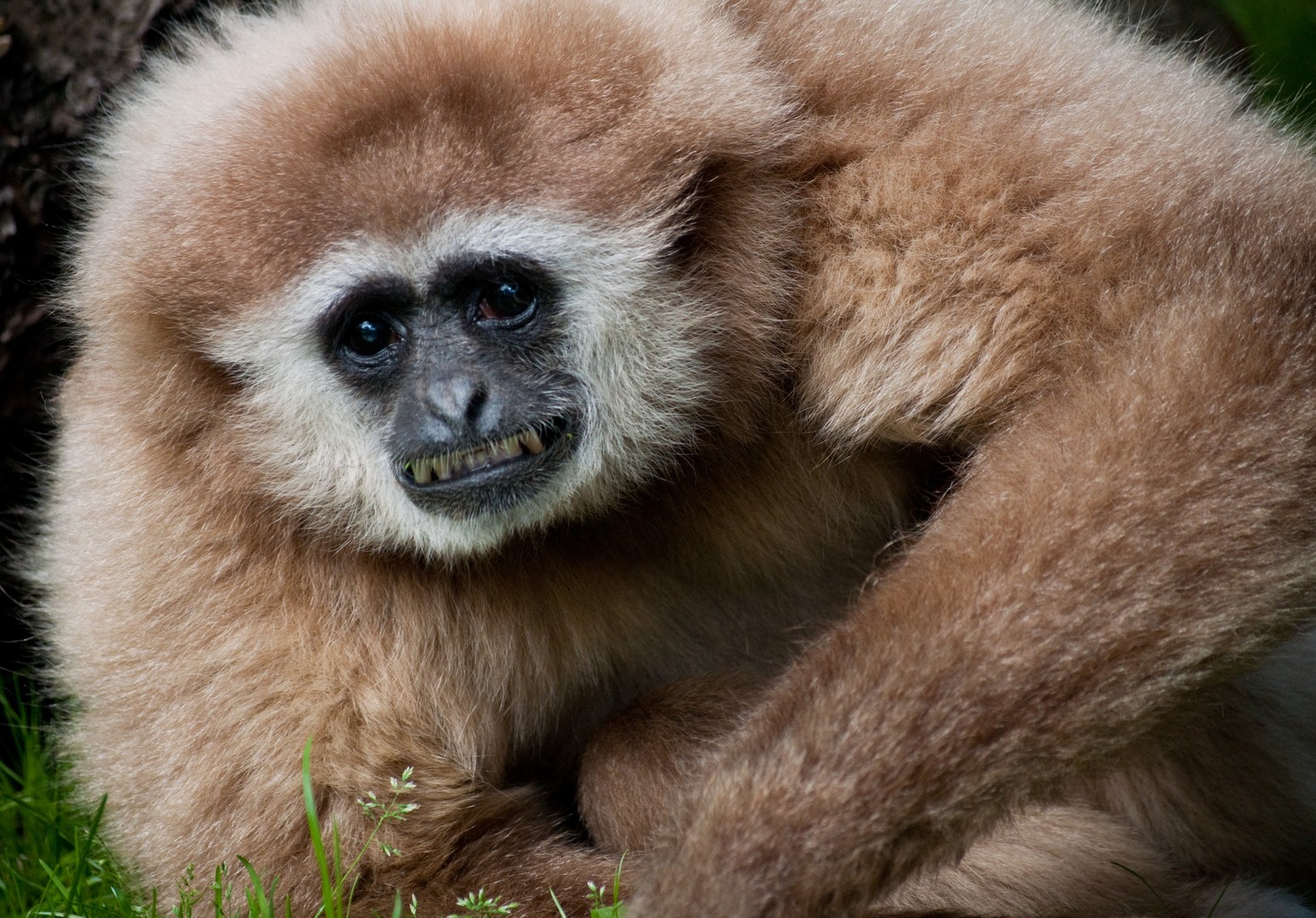 Ein Gibbon sieht rot