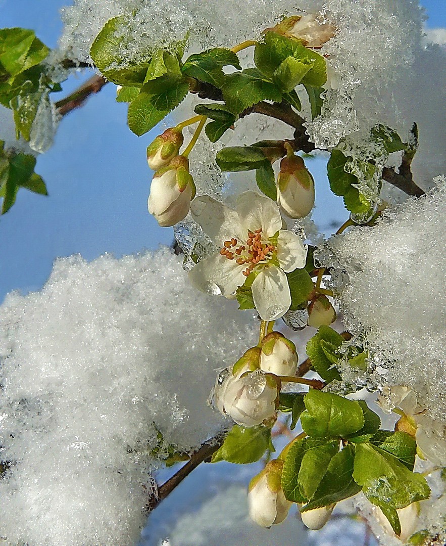 Frühling oder Winter ???