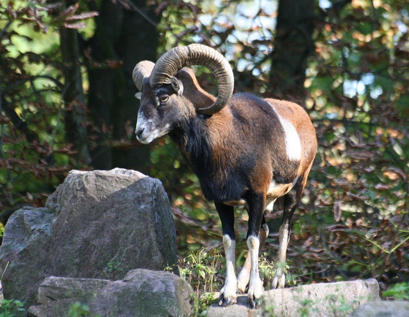 Steinbock