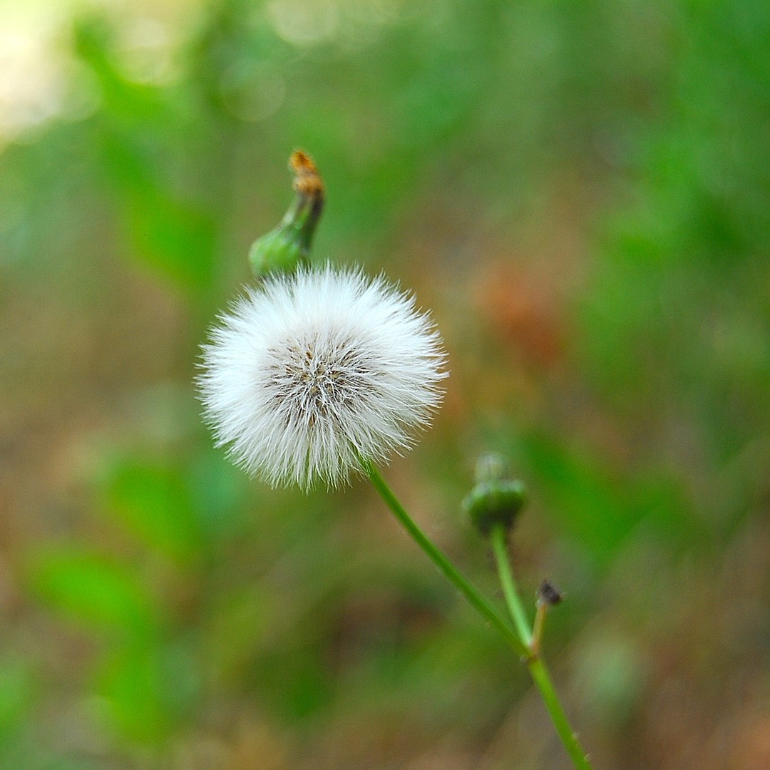 Boule 1.