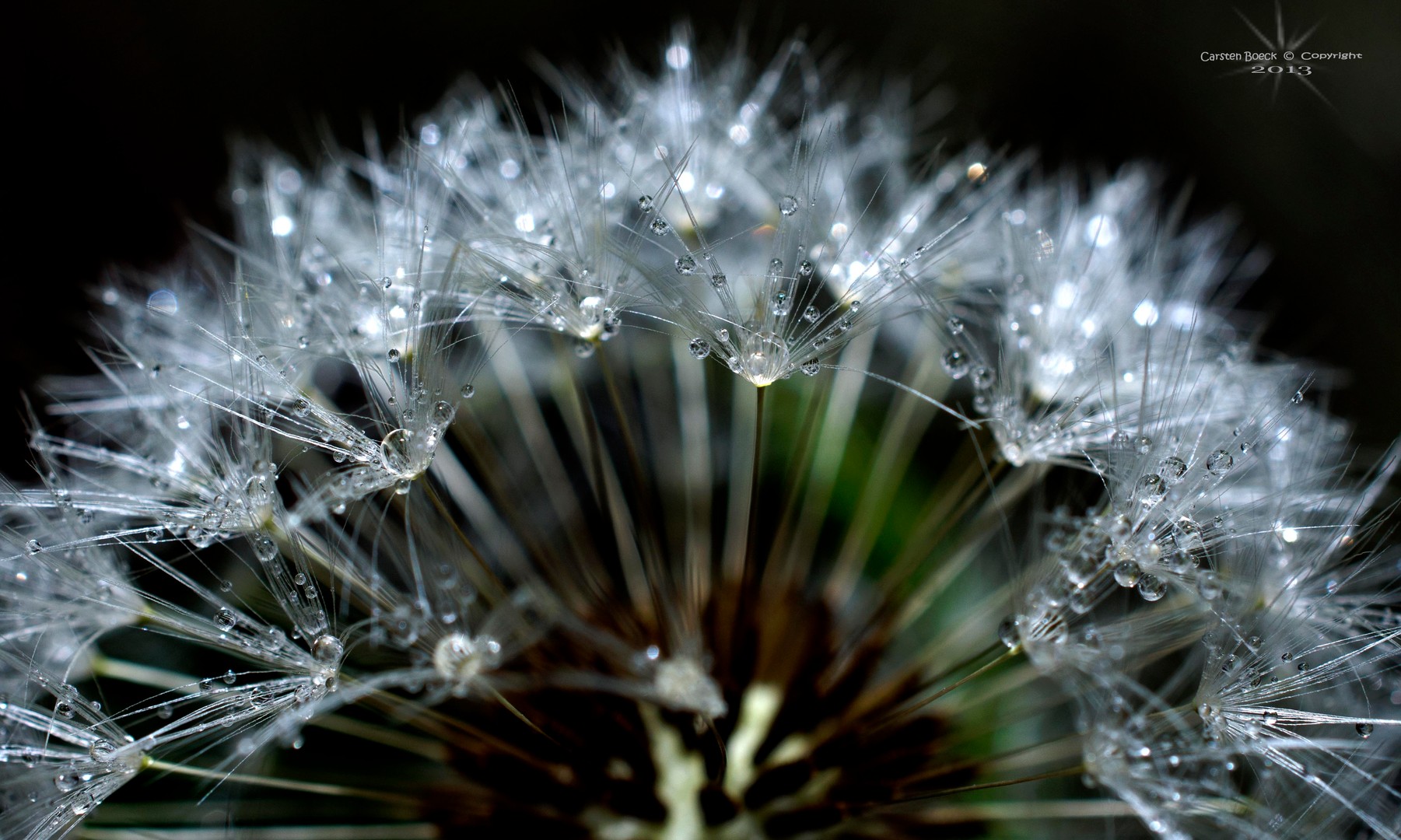 Pusteblume mit Regentropfen