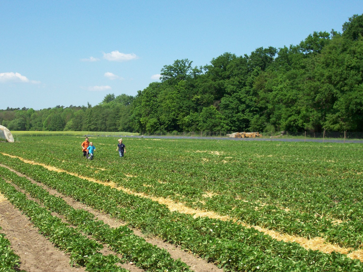 Kinder auf dem Feld