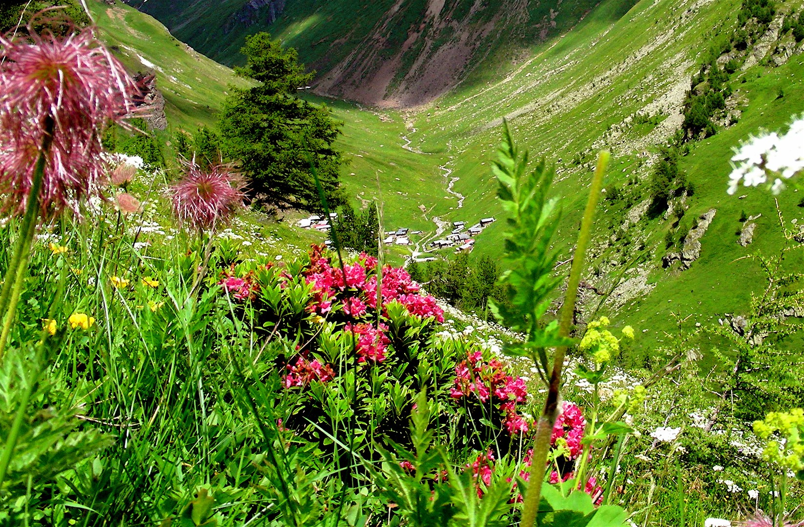 Alpenrosen mit Blick auf Almdorf und Bergwelt