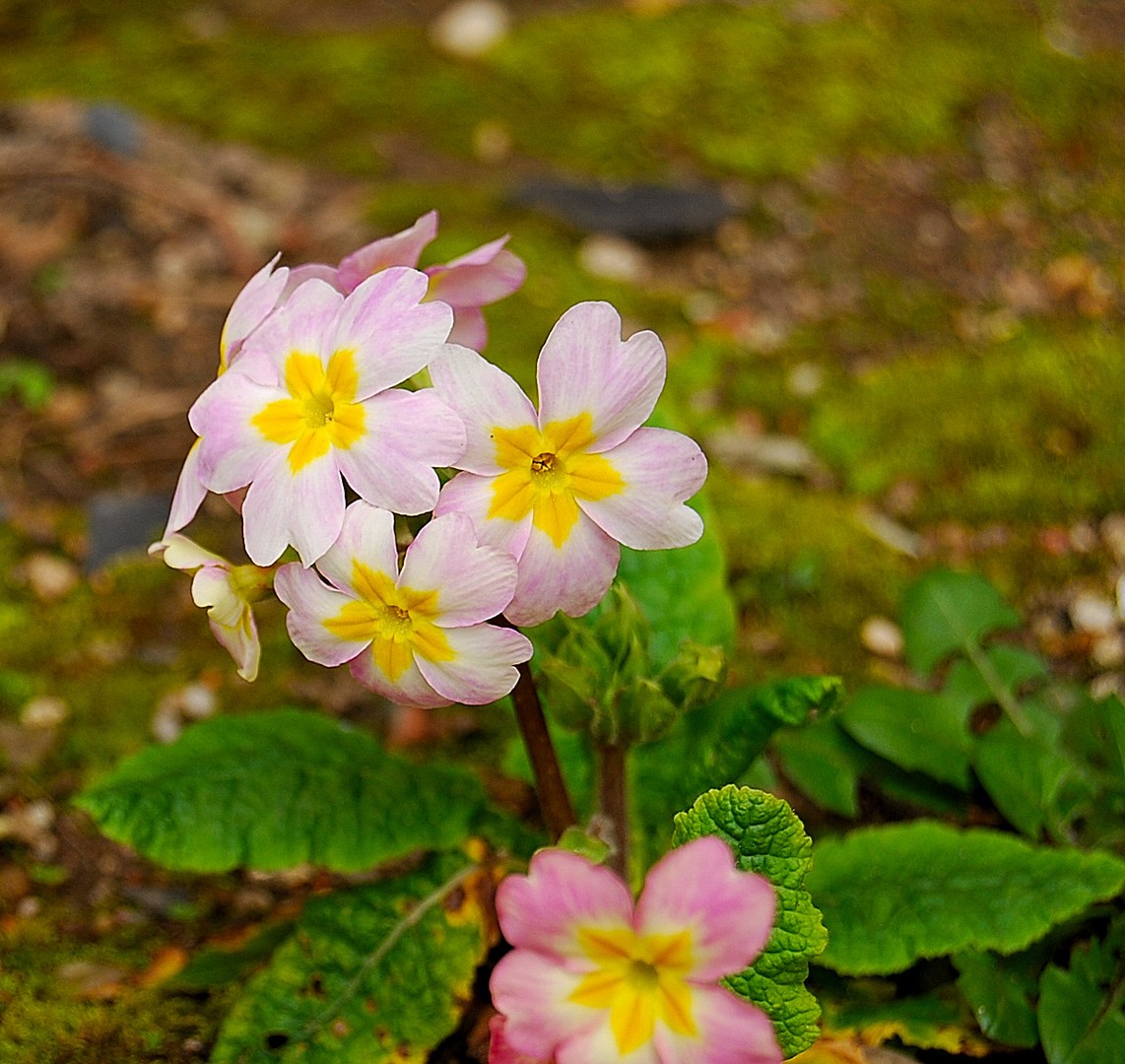 Fleurs.