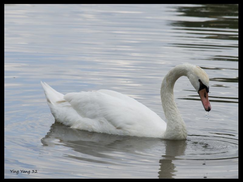 Der Schwan