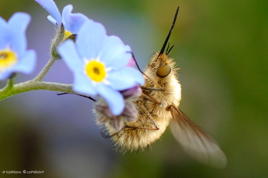 Bombyle jaune