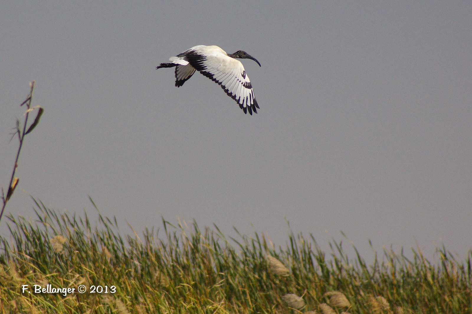 Un ibis royal