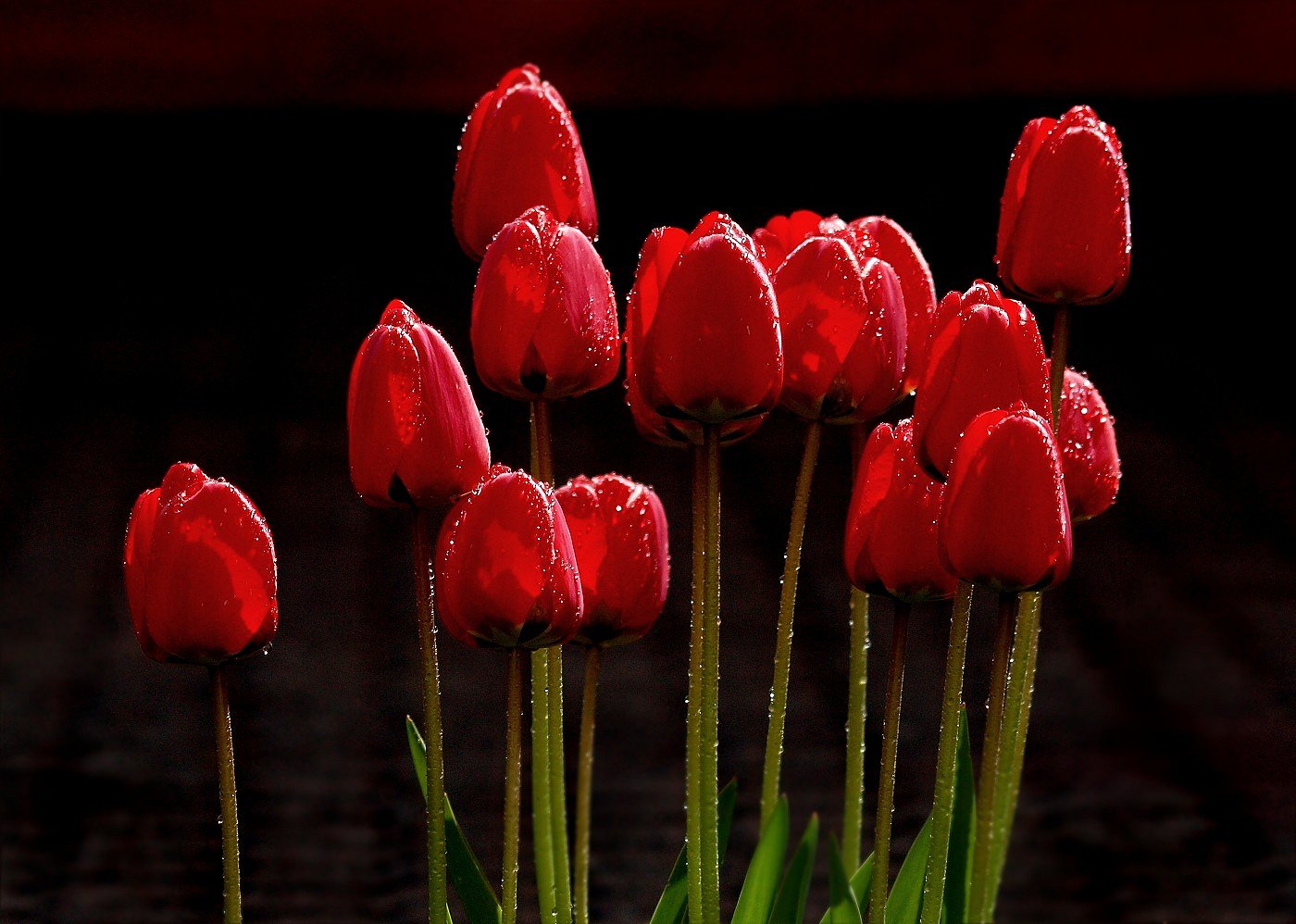 Tulpen nicht aus Amsterdam