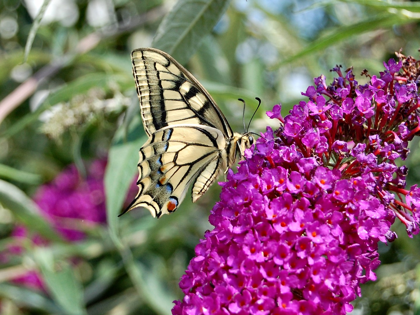 Schmetterling