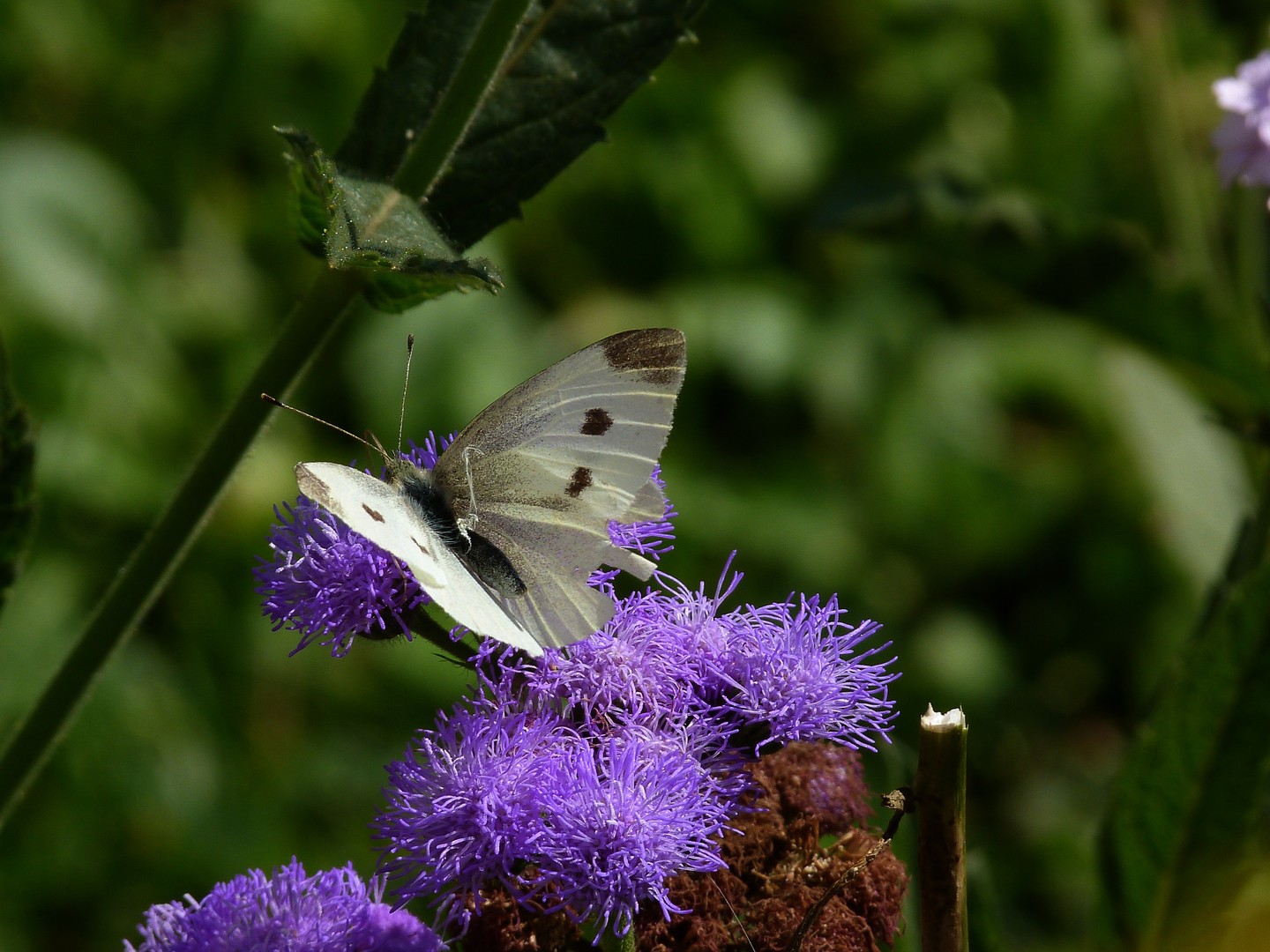 Schmetterling