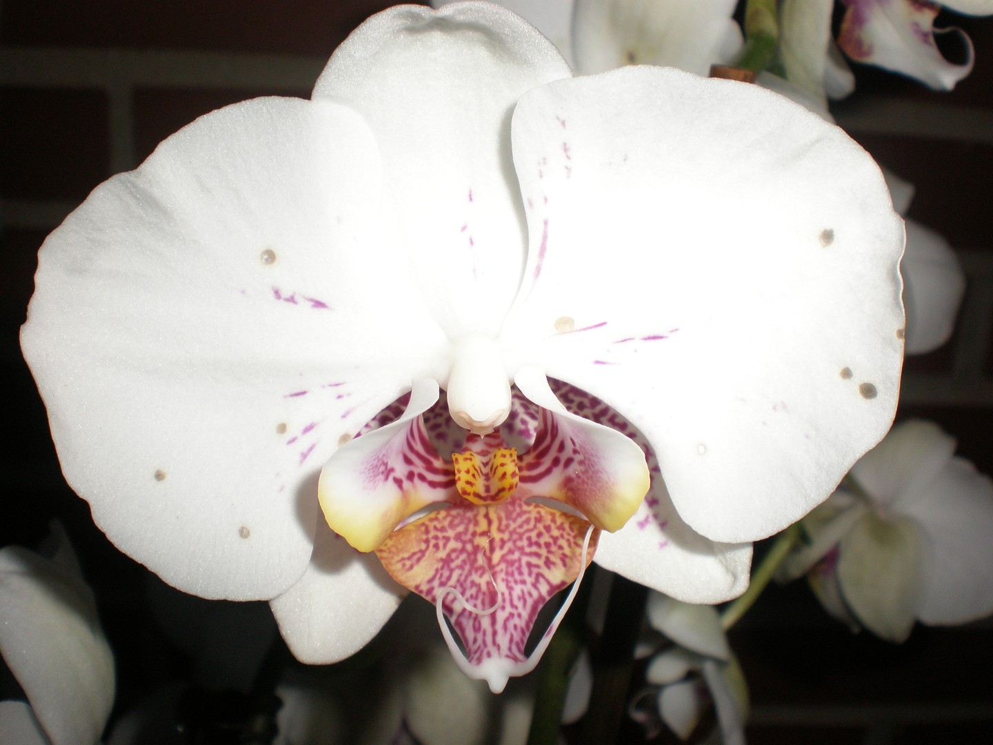 Orquídea