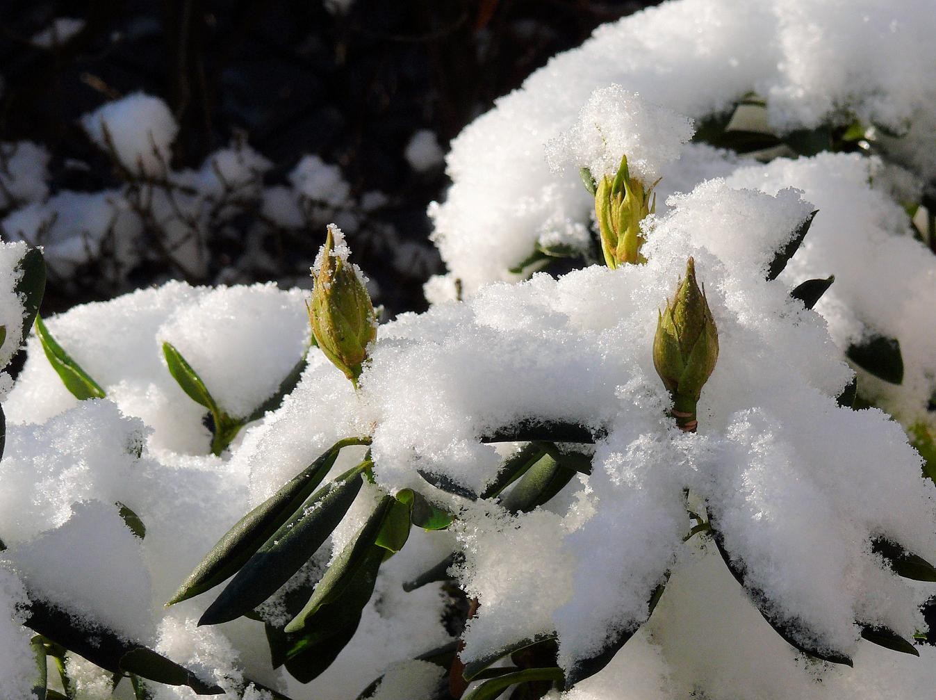 knospen im schnee