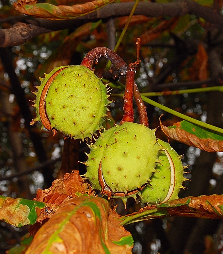 Marrons.