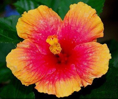 HIBISCUS