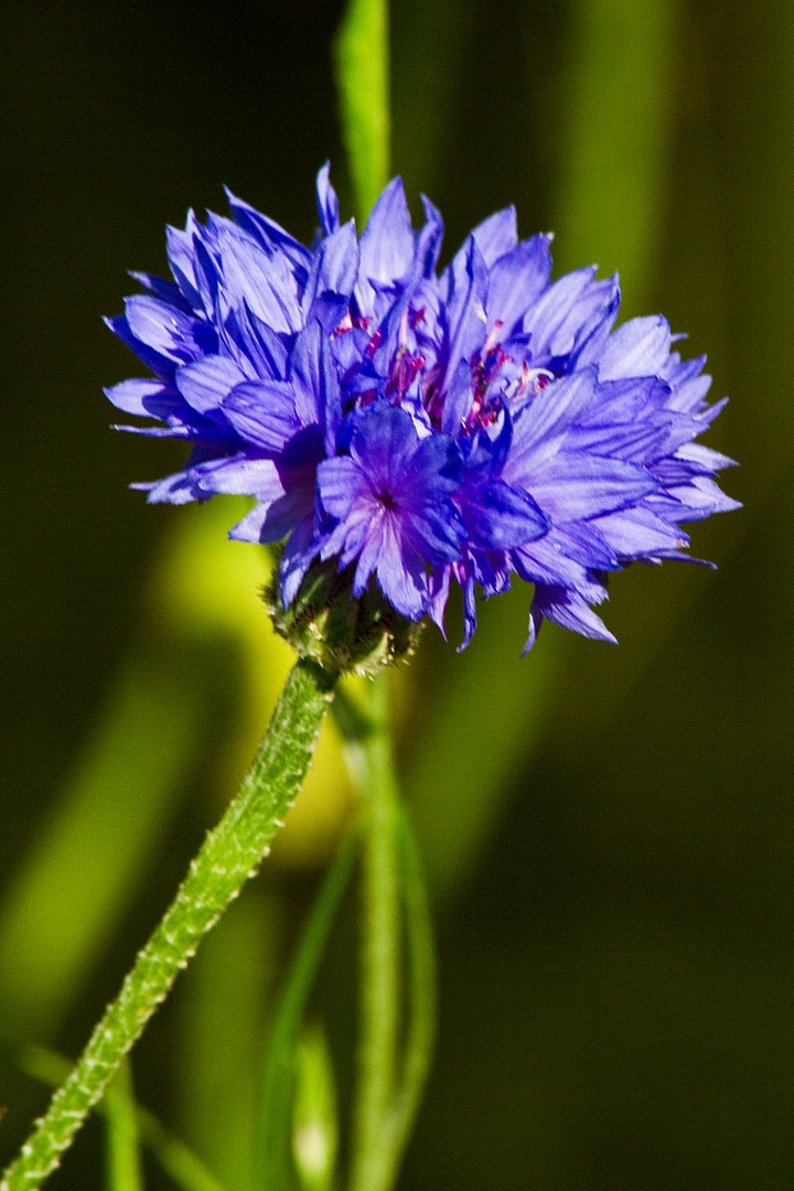 Seltene Kornblumen