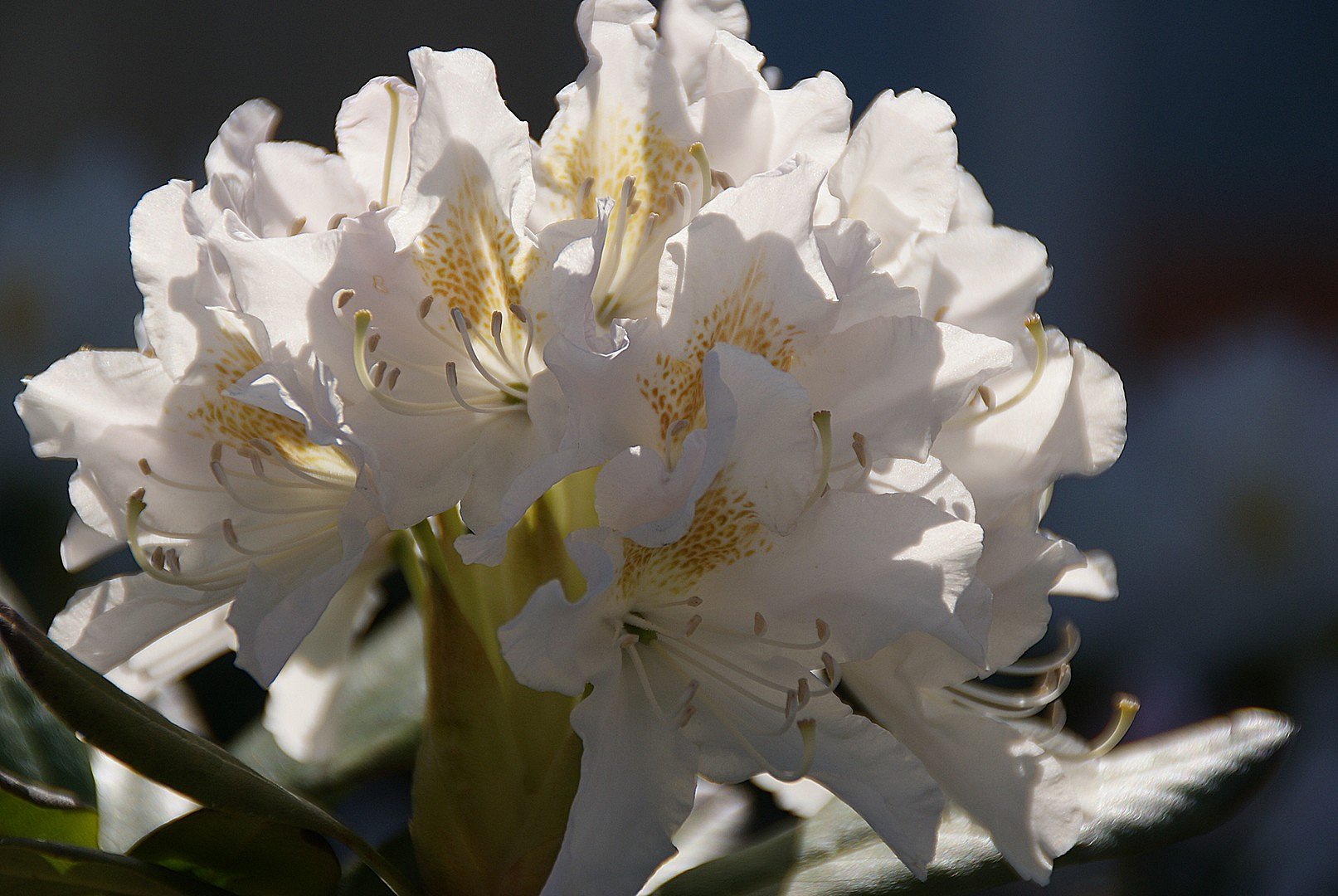 Rododendron