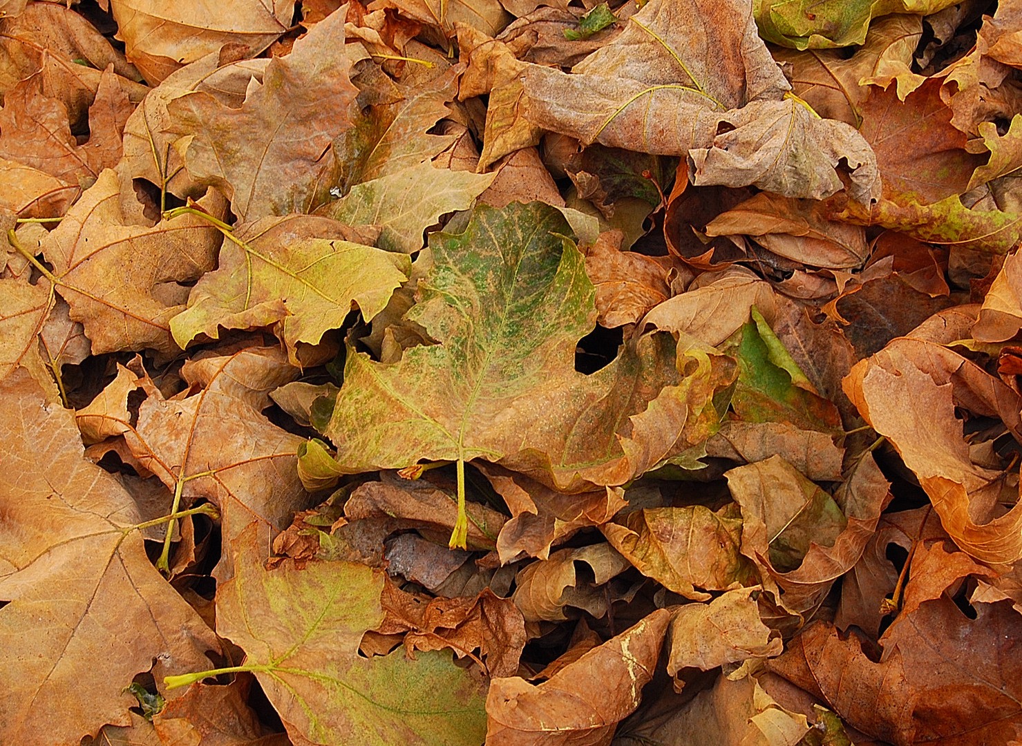 Feuilles.