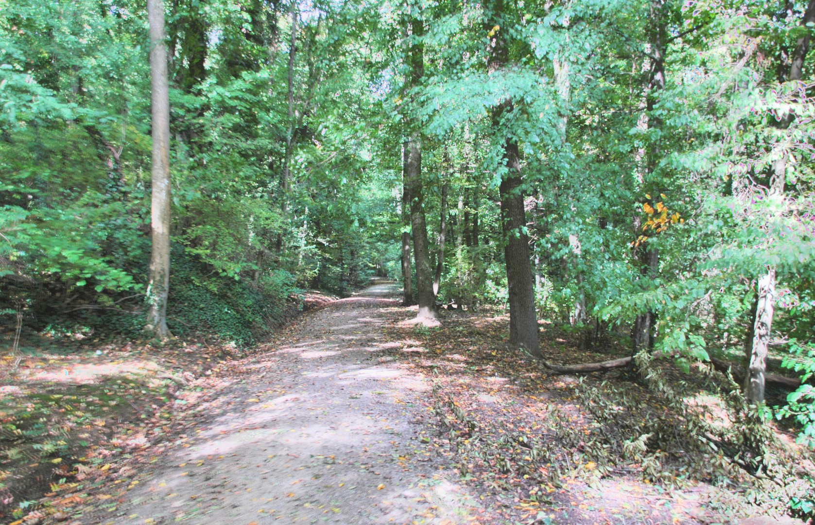 Waldweg - 1. HDR Versuch freihand