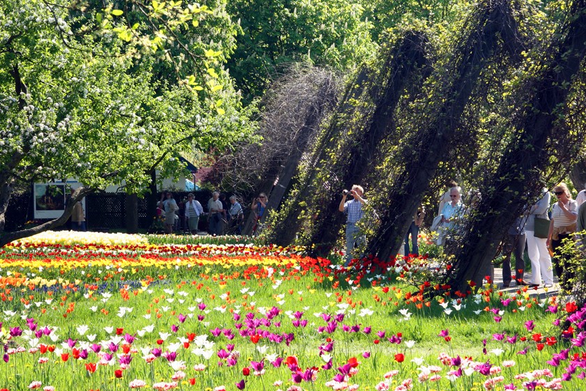 Tulipan im Britzer Garten