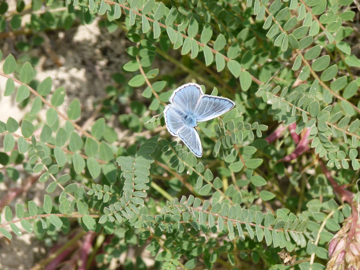 Mariposa Azul