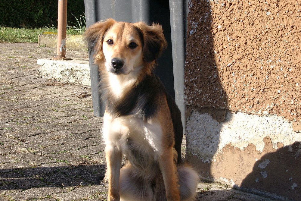 35++ Hund gestorben spruch regenbogenbruecke , Regenbogenbrücke