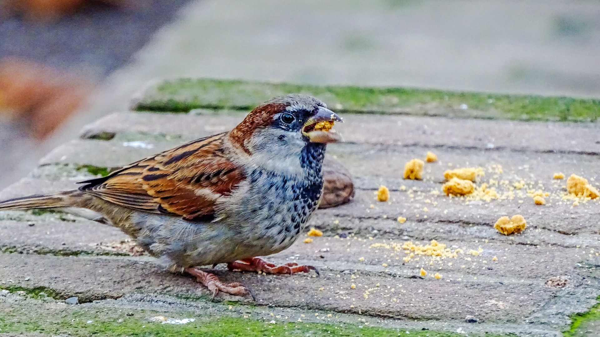 Sparrow - Sperling - Passer domesticus