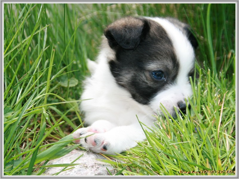 Jack Russell