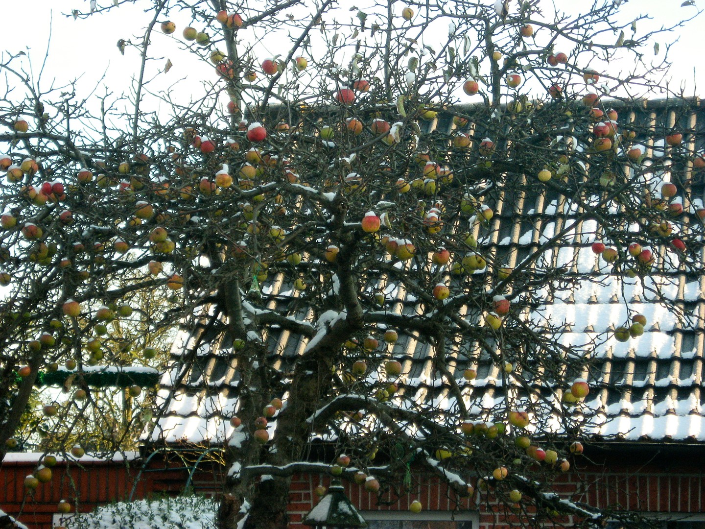 Da findet der Weihnachtsmann die Äpfel