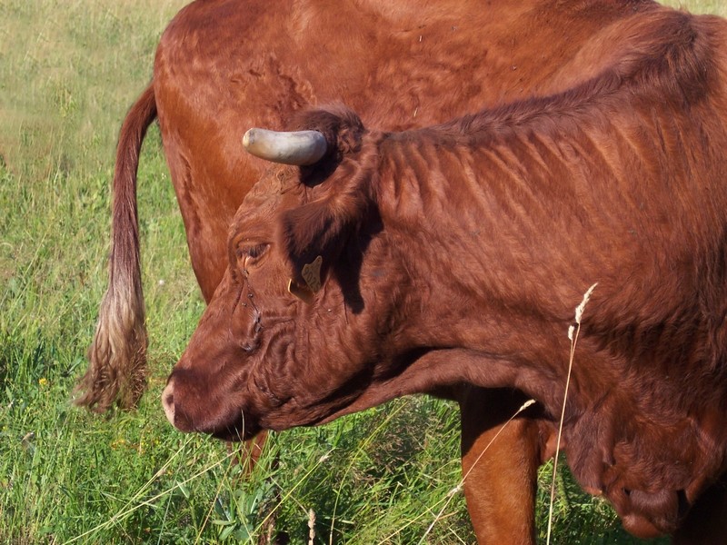 Oh la vache!