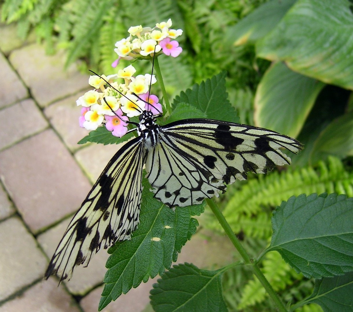 Schmetterling