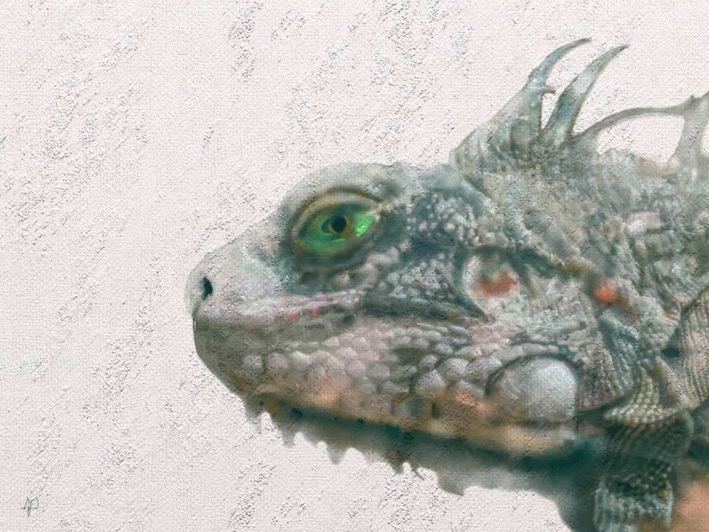 Iguanas