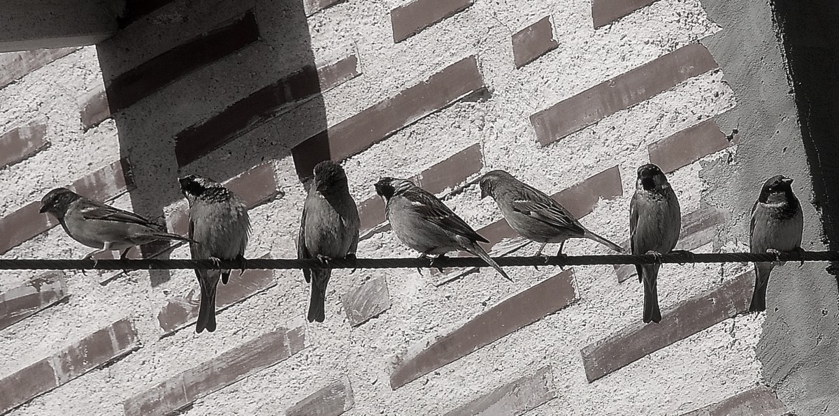 Familie Spatz