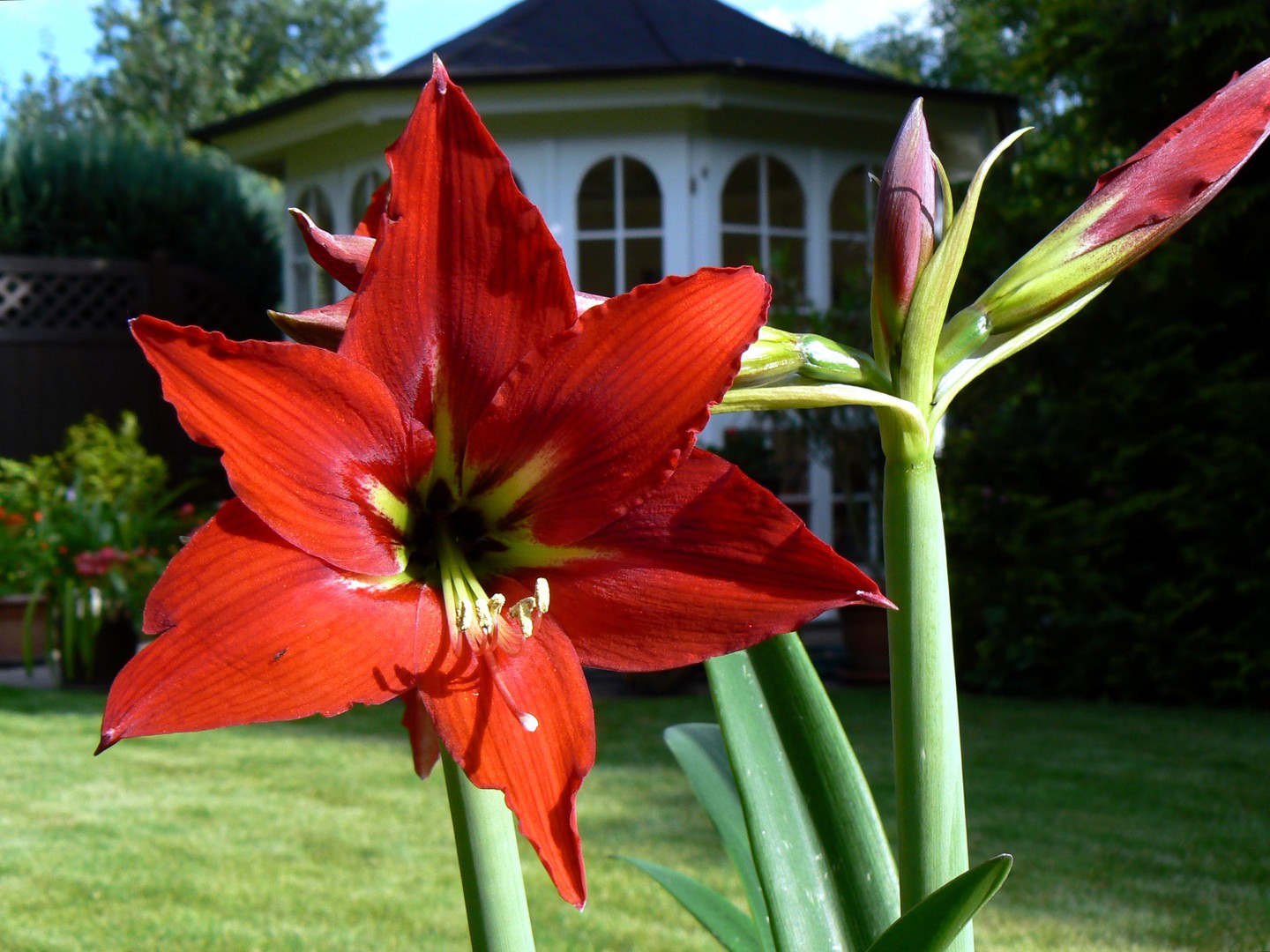 Amaryllis