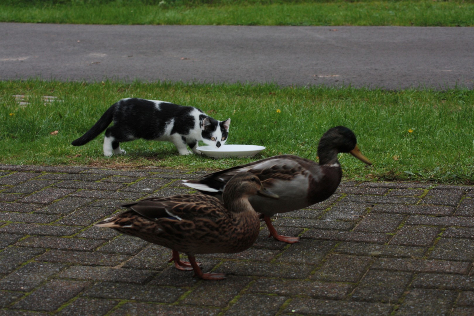 Eenden en katten eten samen kattenvoer.