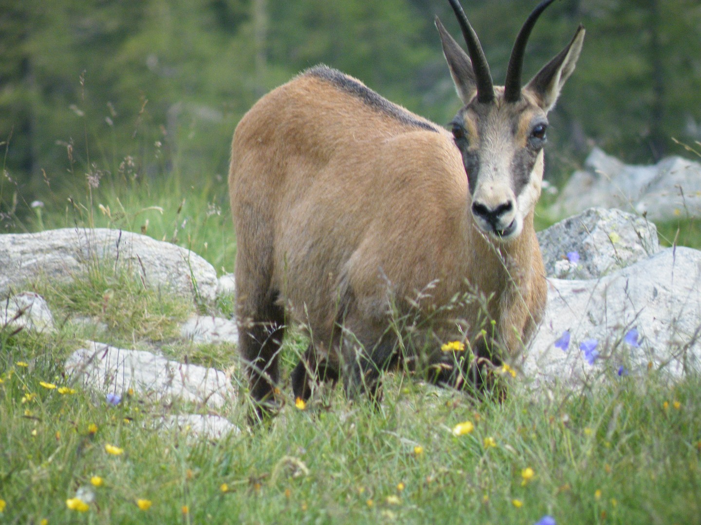 LE PRINCE CHAMOIS DU MERCANTOUR