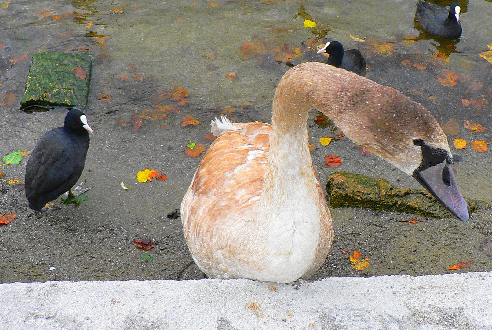 Vögel.