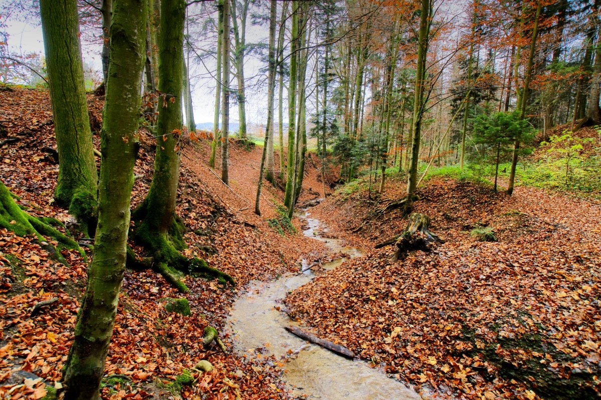 Stimmung im Wald