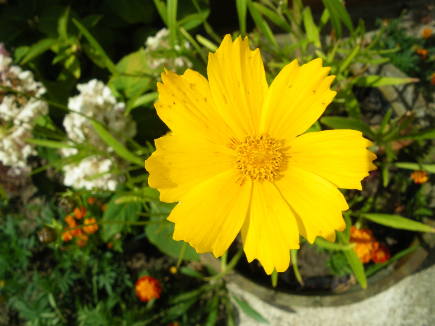 Yellow flower