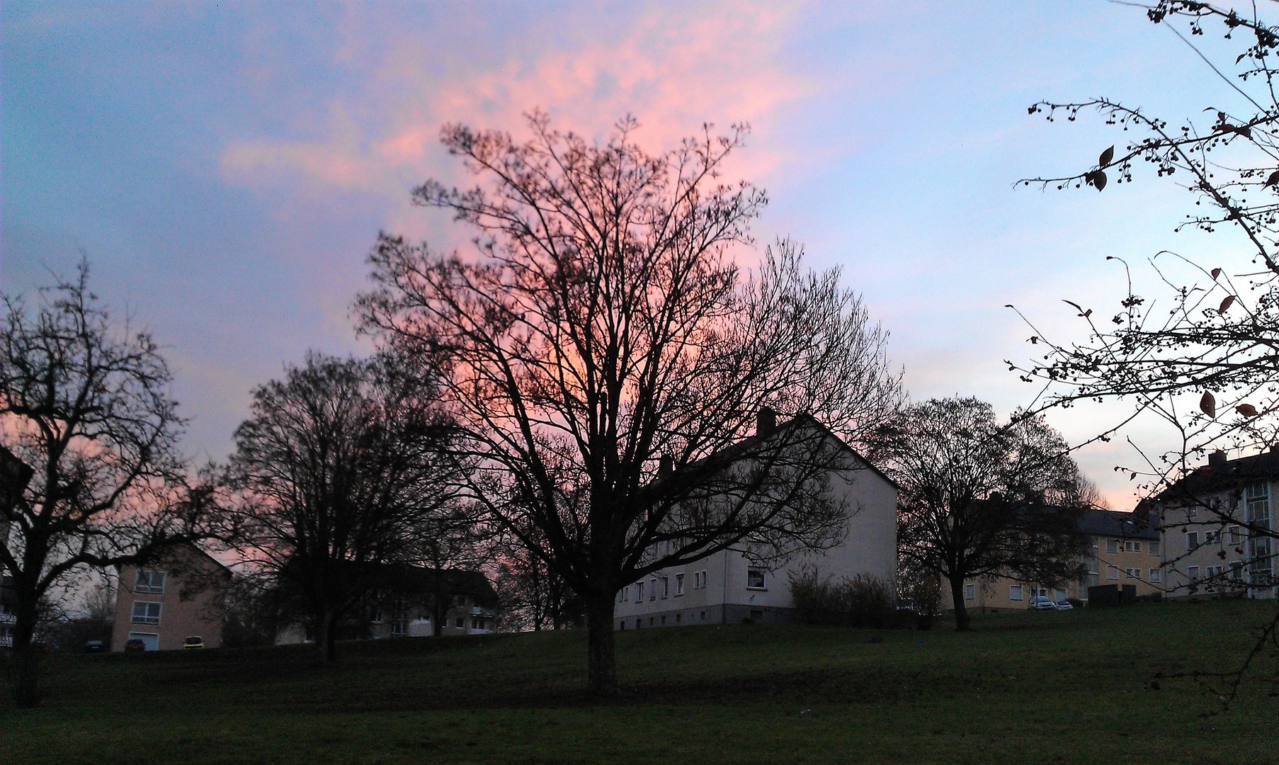 Der glühende Baum