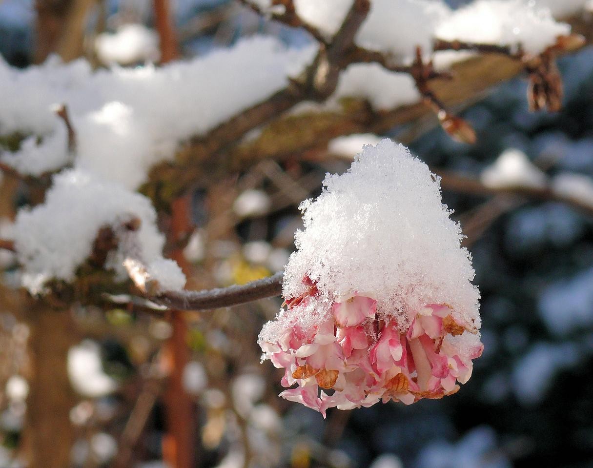 blüte im schnee