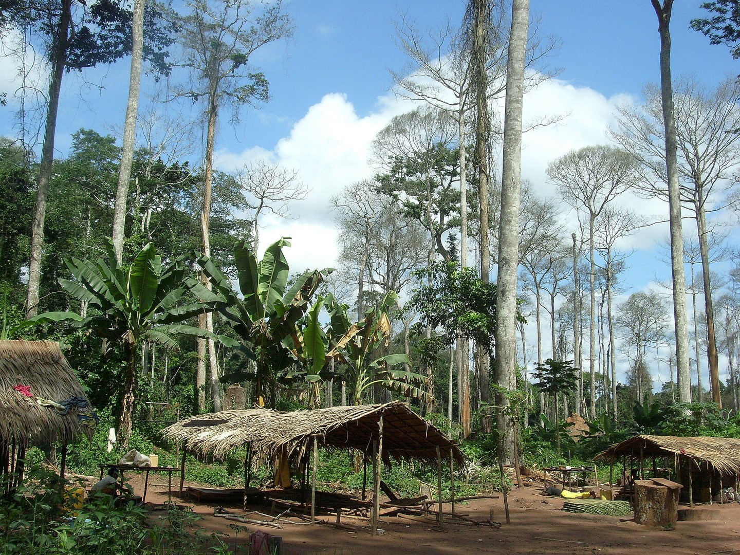 Habitats dans la forêt Equatoriale