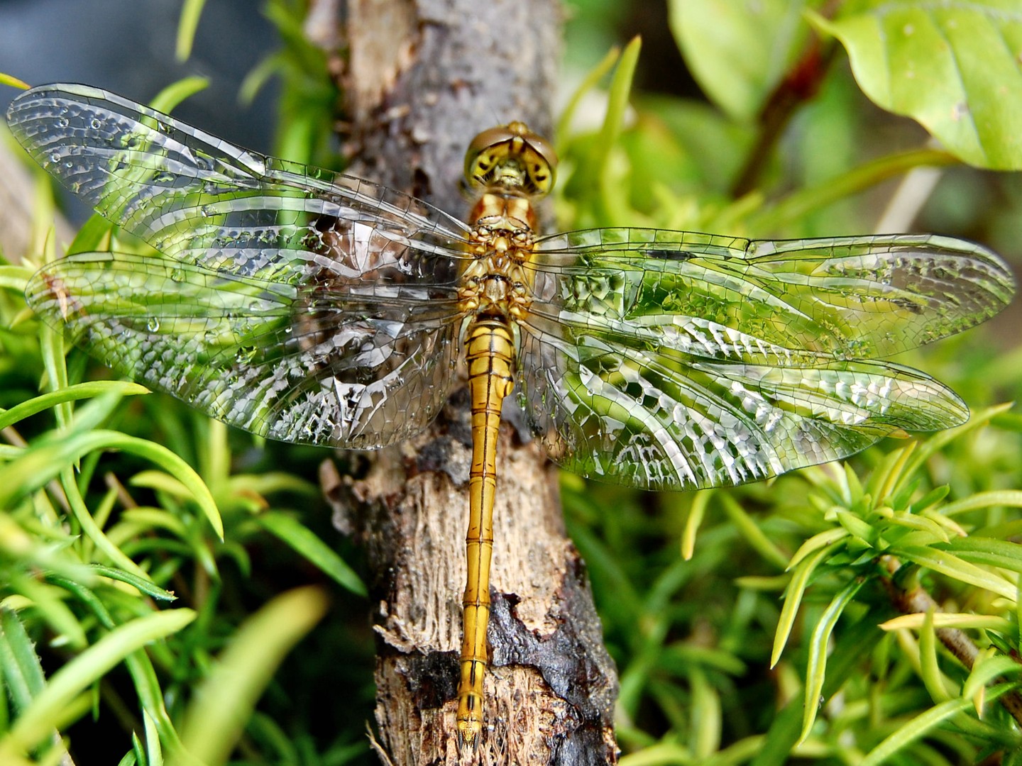 Frisch geschlüpfte Libelle 