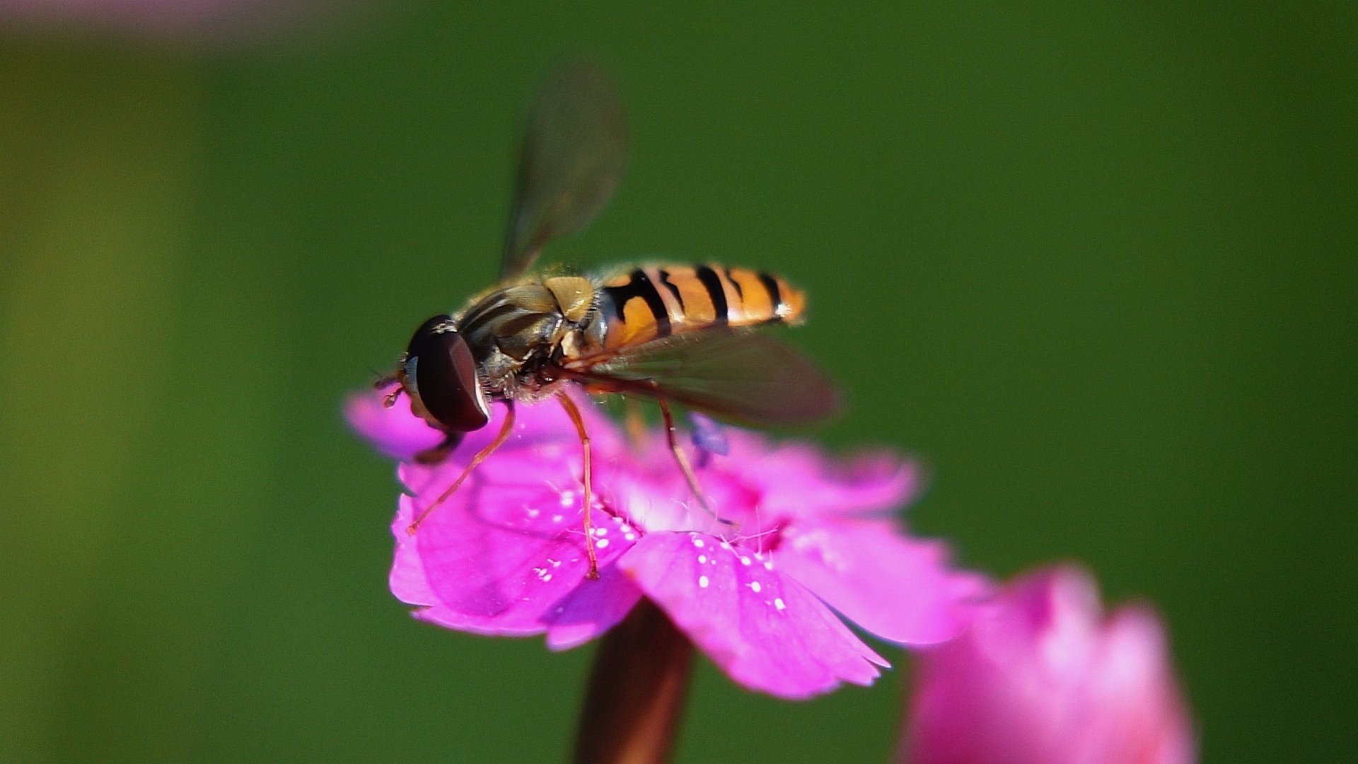 Allerlei Getier im Revier