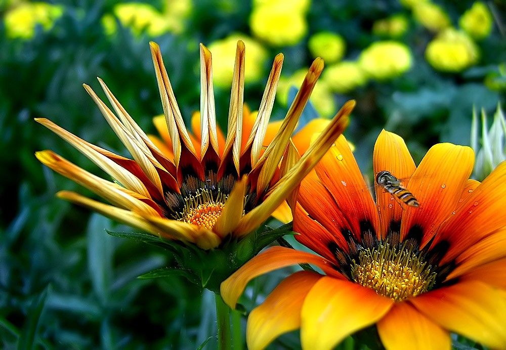 Ein Moment im Leben einer Blüte