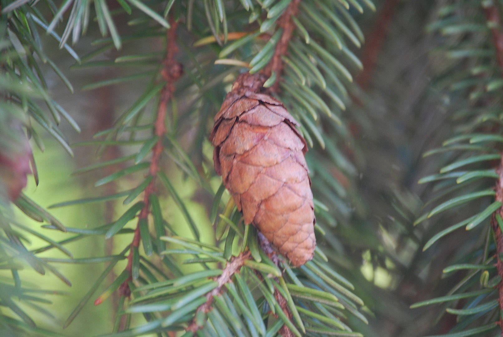 Pomme de pin mûre.