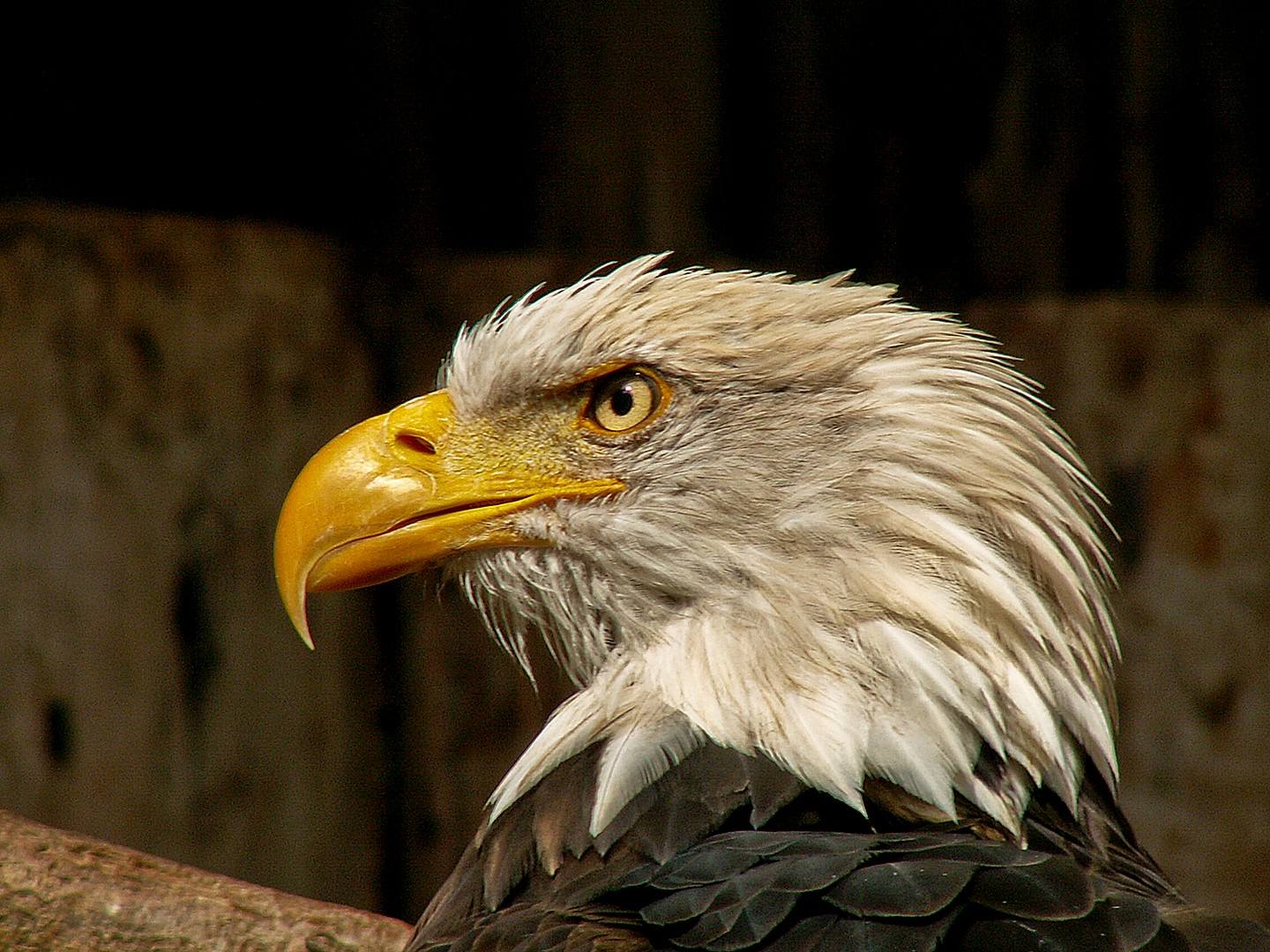 Seeadler