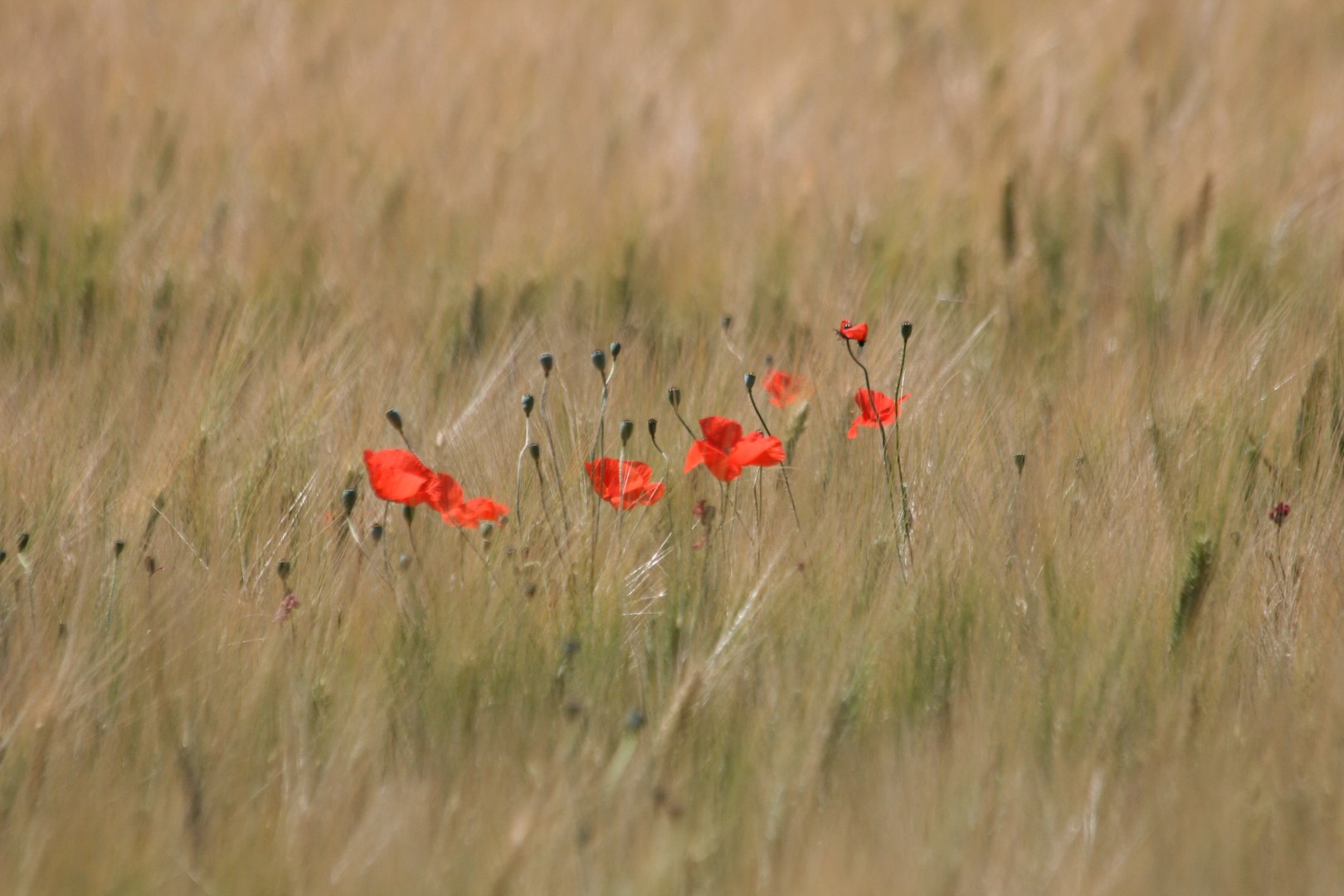 Fleur des champs