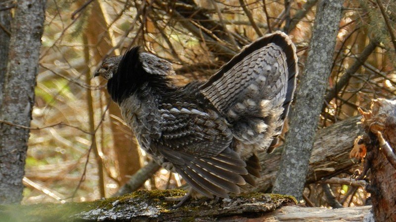 Canadian Ruffed Grouse