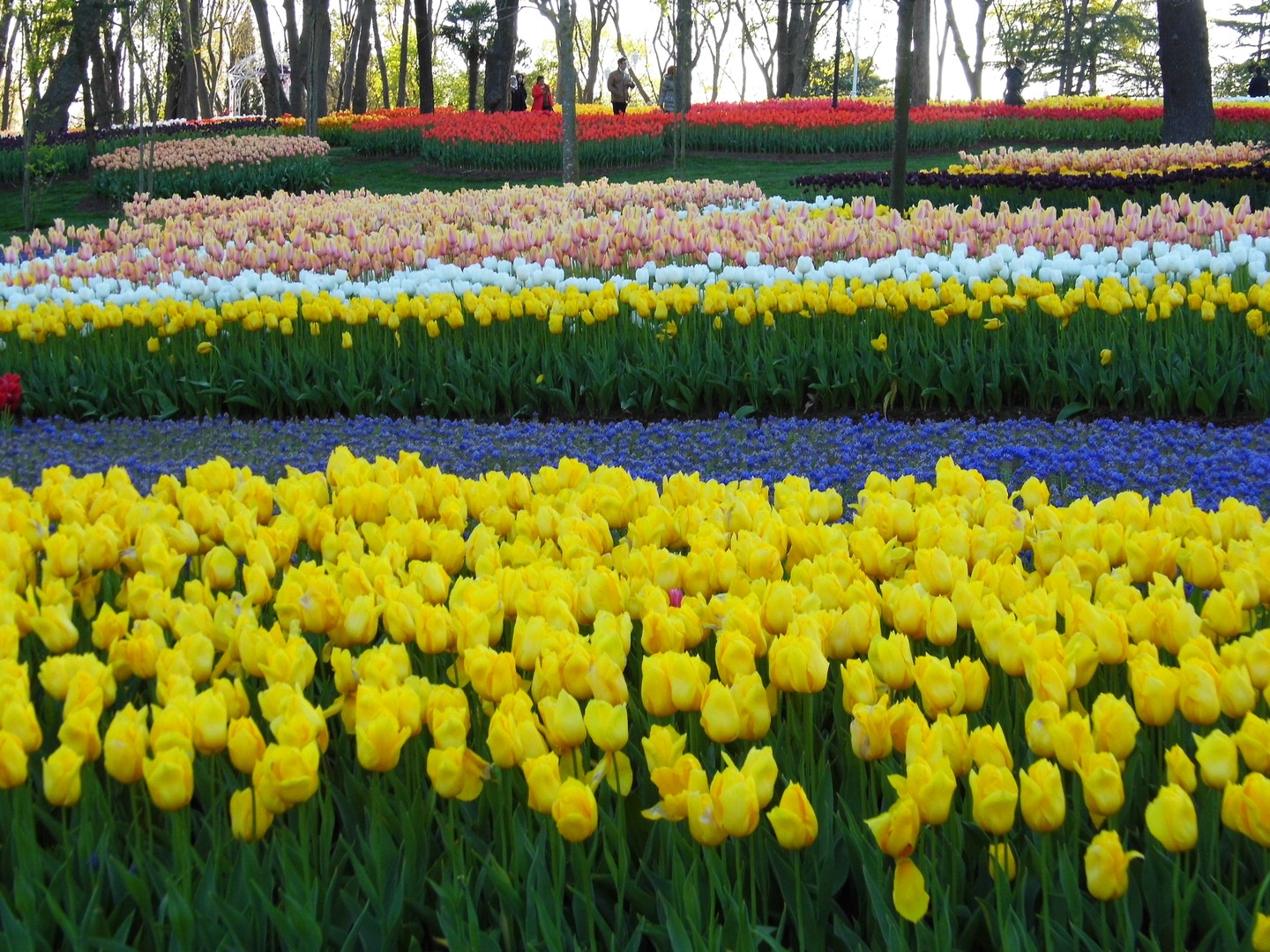 10 Jahre Tulpenfest in Istanbul