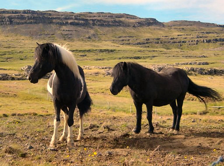 PonnYs In Ijsland